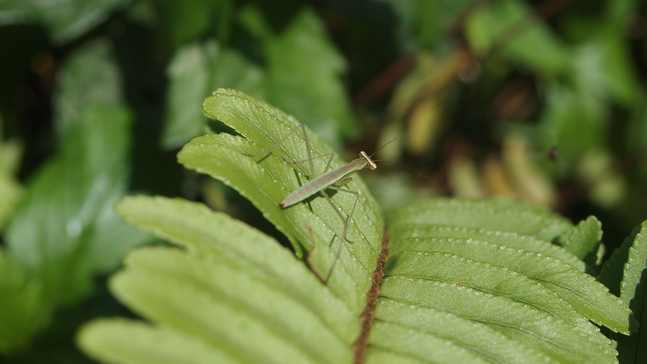quentin chong mantis green free photo