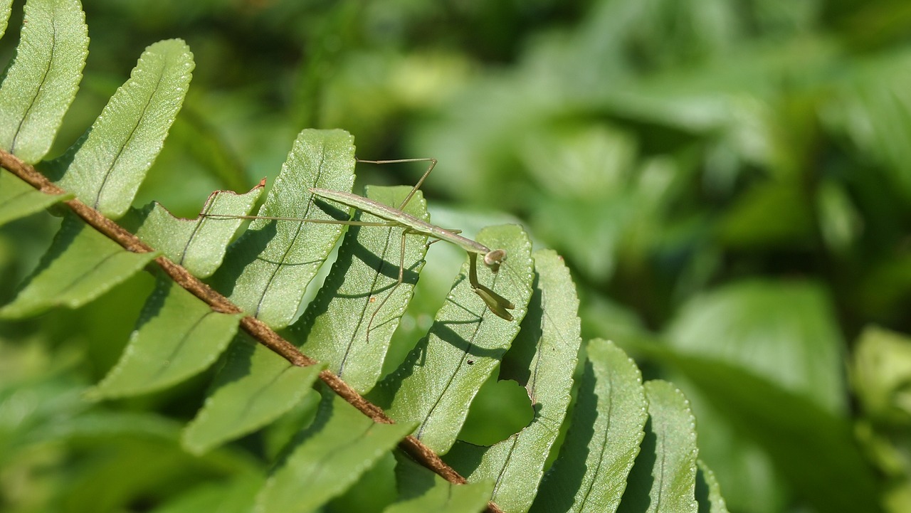 quentin chong mantis green free photo