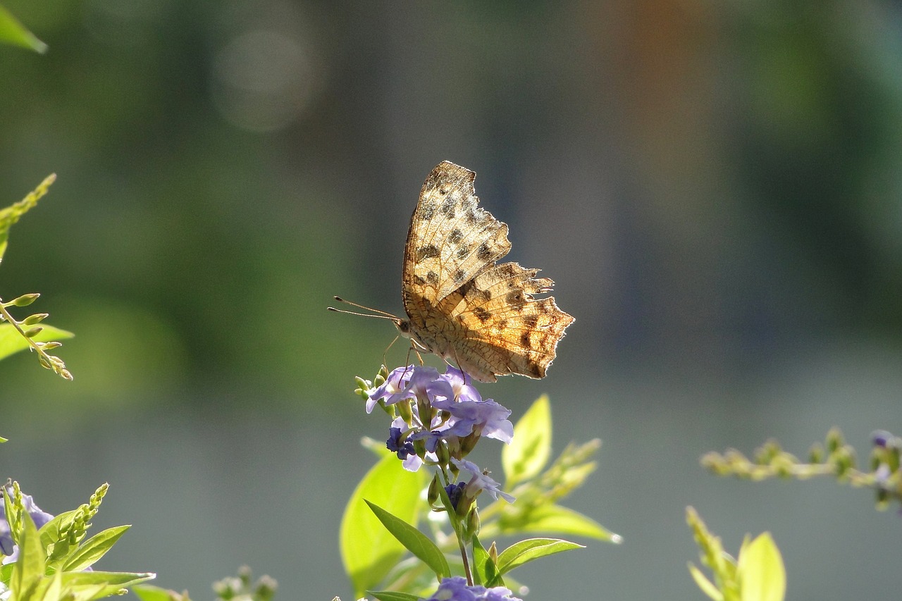 quentin chong butterfly golden dew flower free photo