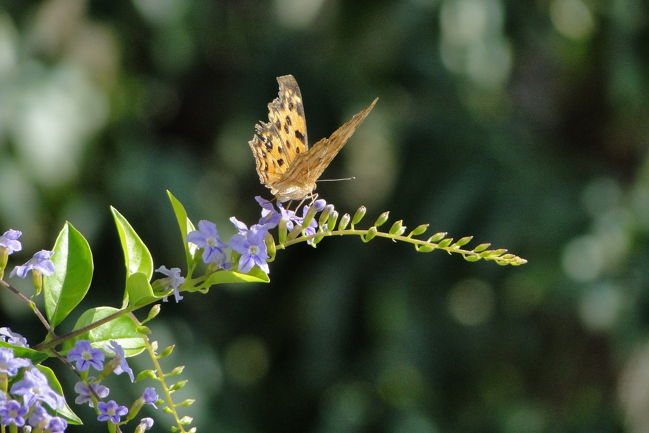 quentin chong butterfly golden dew flower free photo
