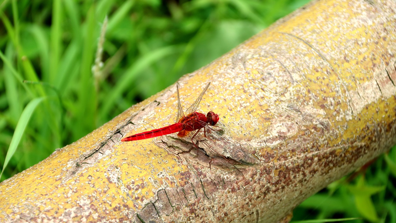 quentin chong red dragonfly dragonfly free photo