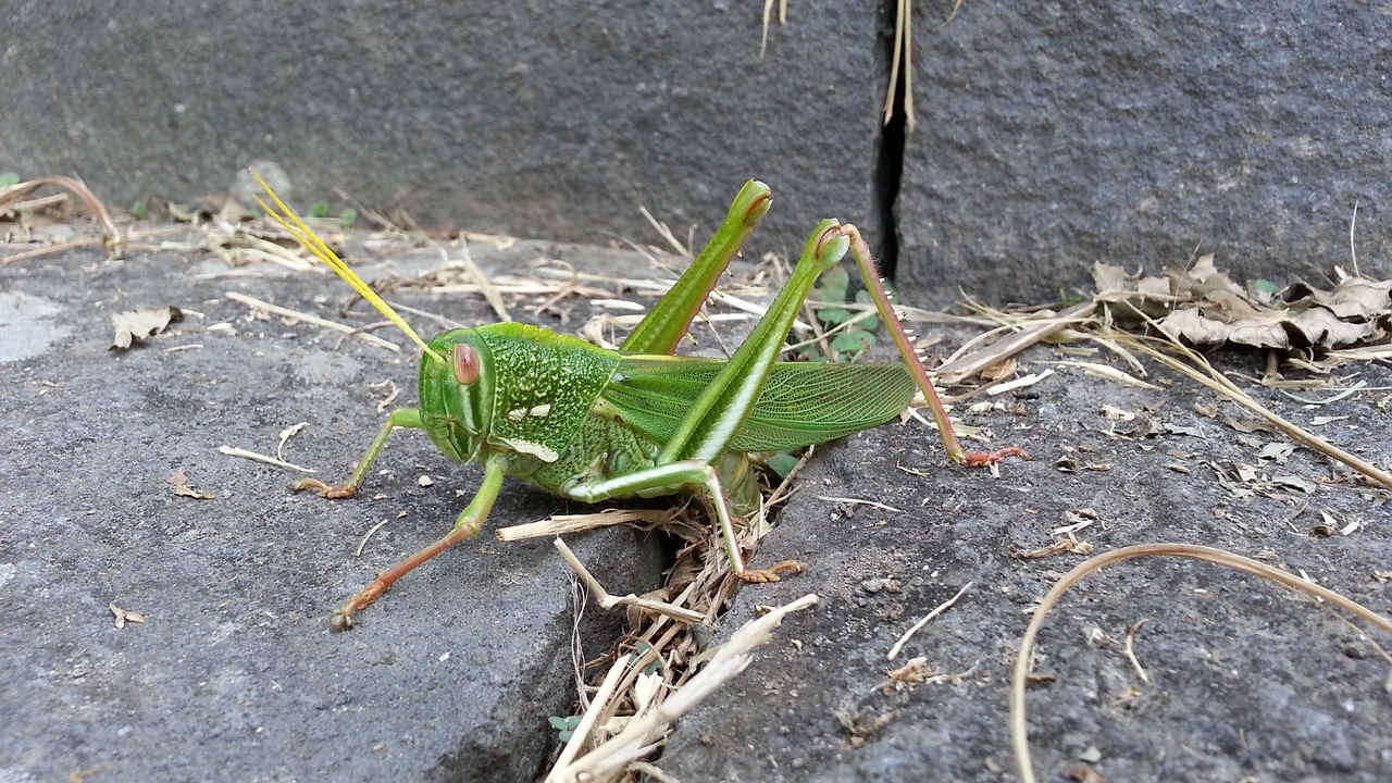 quentin chong taiwan's big locust green free photo