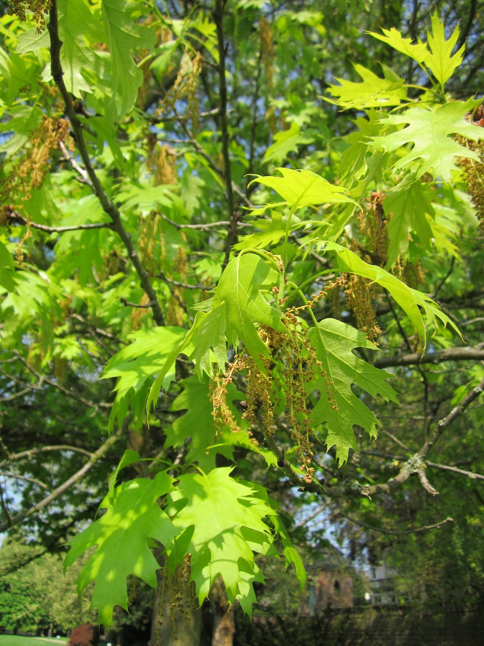 quercus coccinea scarlet oak tree free photo