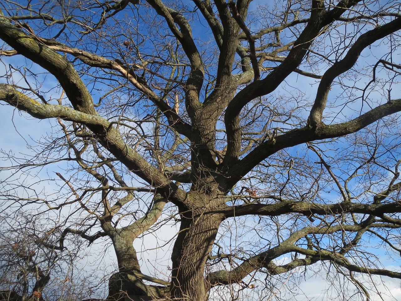 quercus robur english oak pedunculate oak free photo