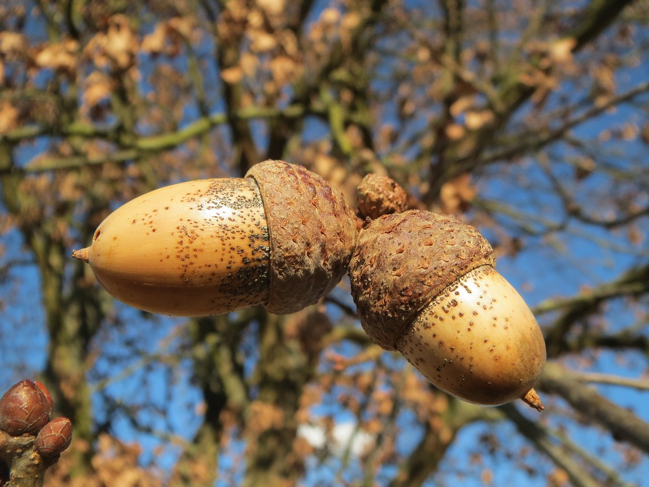 quercus robur english oak pedunculate oak free photo