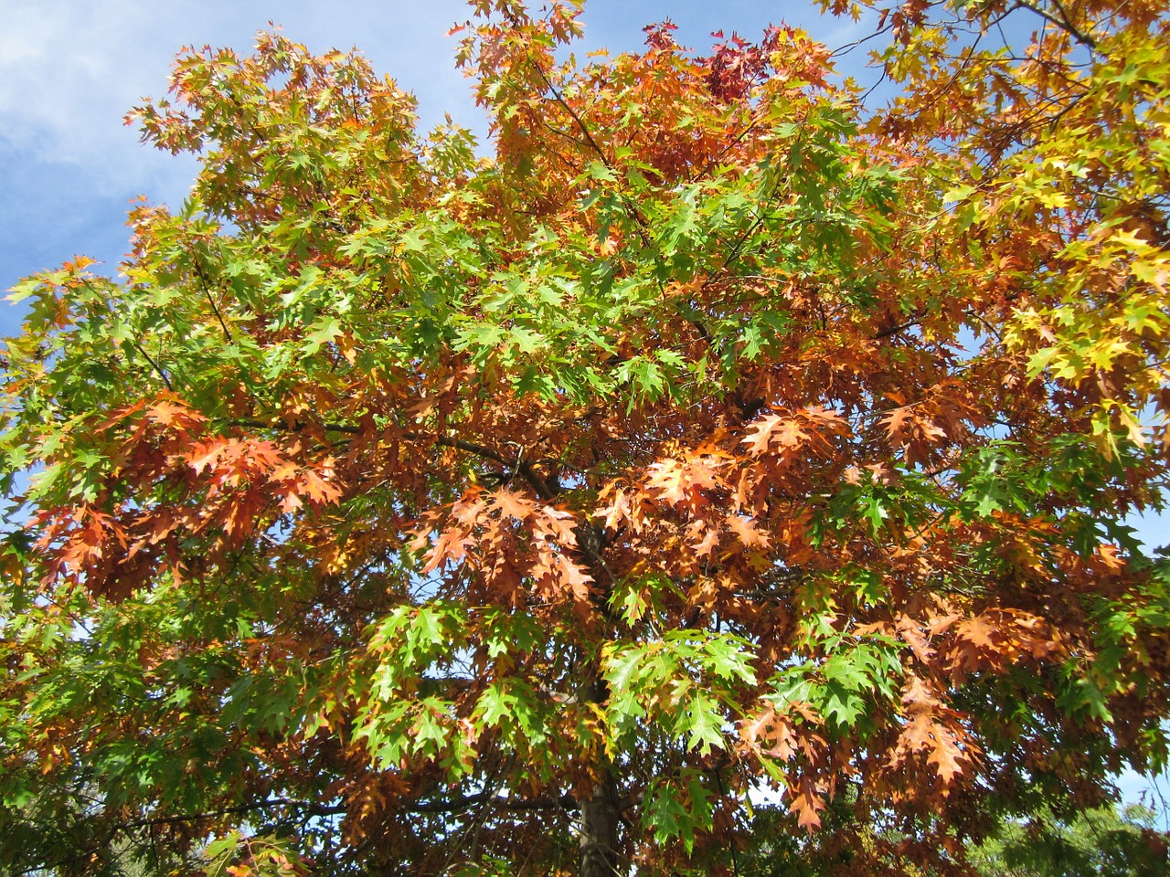quercus rubra northern red oak champion oak free photo