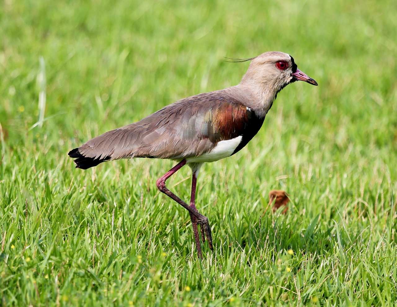 quero-quero bird on the grass free photo