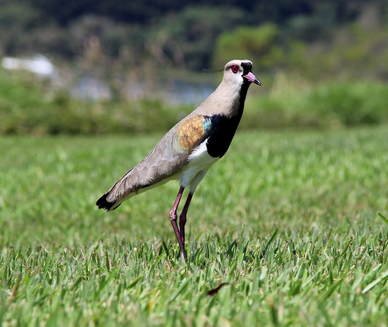 quero-quero bird on the grass free photo