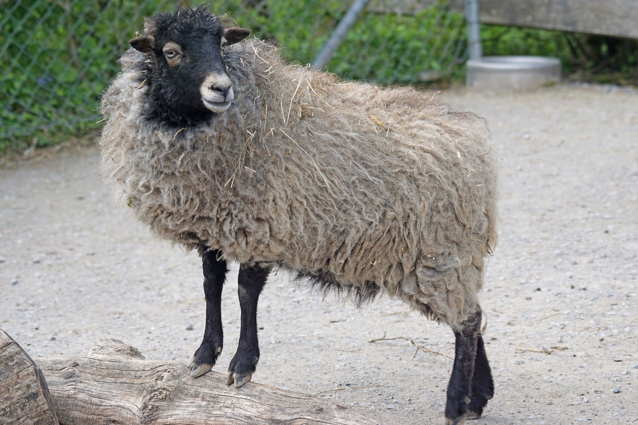 quessantschaf sheep dwarf sheep free photo