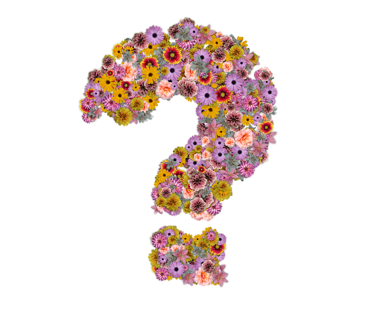 question mark flowers design free photo