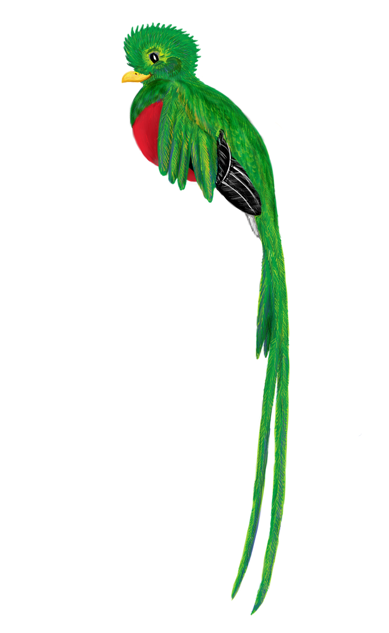 Download free photo of Quetzal,bird,animal,cute,drawing from