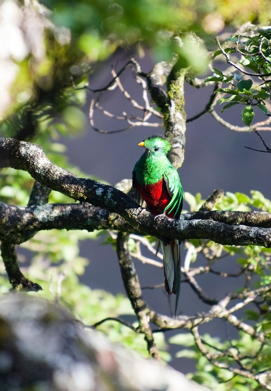quetzal bird wild bird free photo