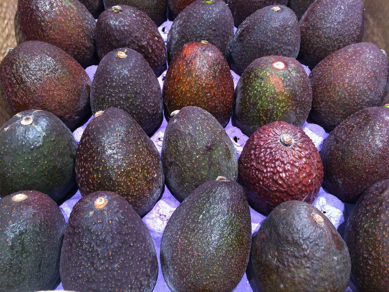 avocado avogado pile up free photo