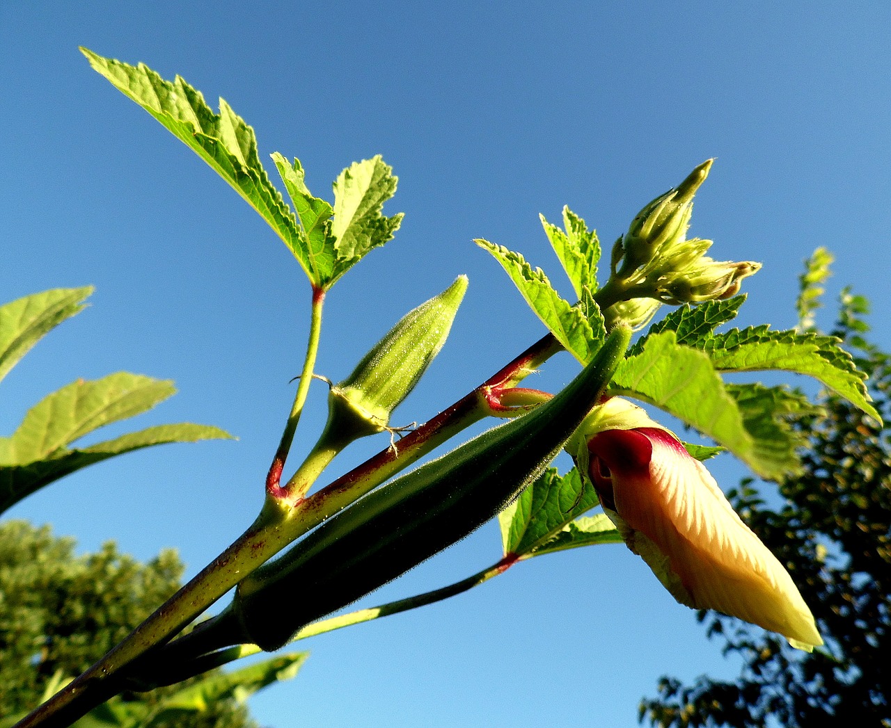 quiabeiro okra flower free photo