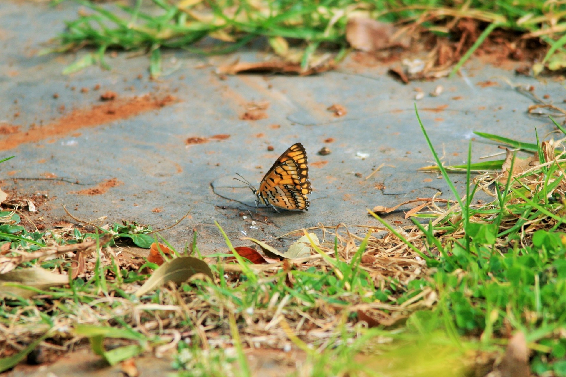 garden slate butterfly free photo