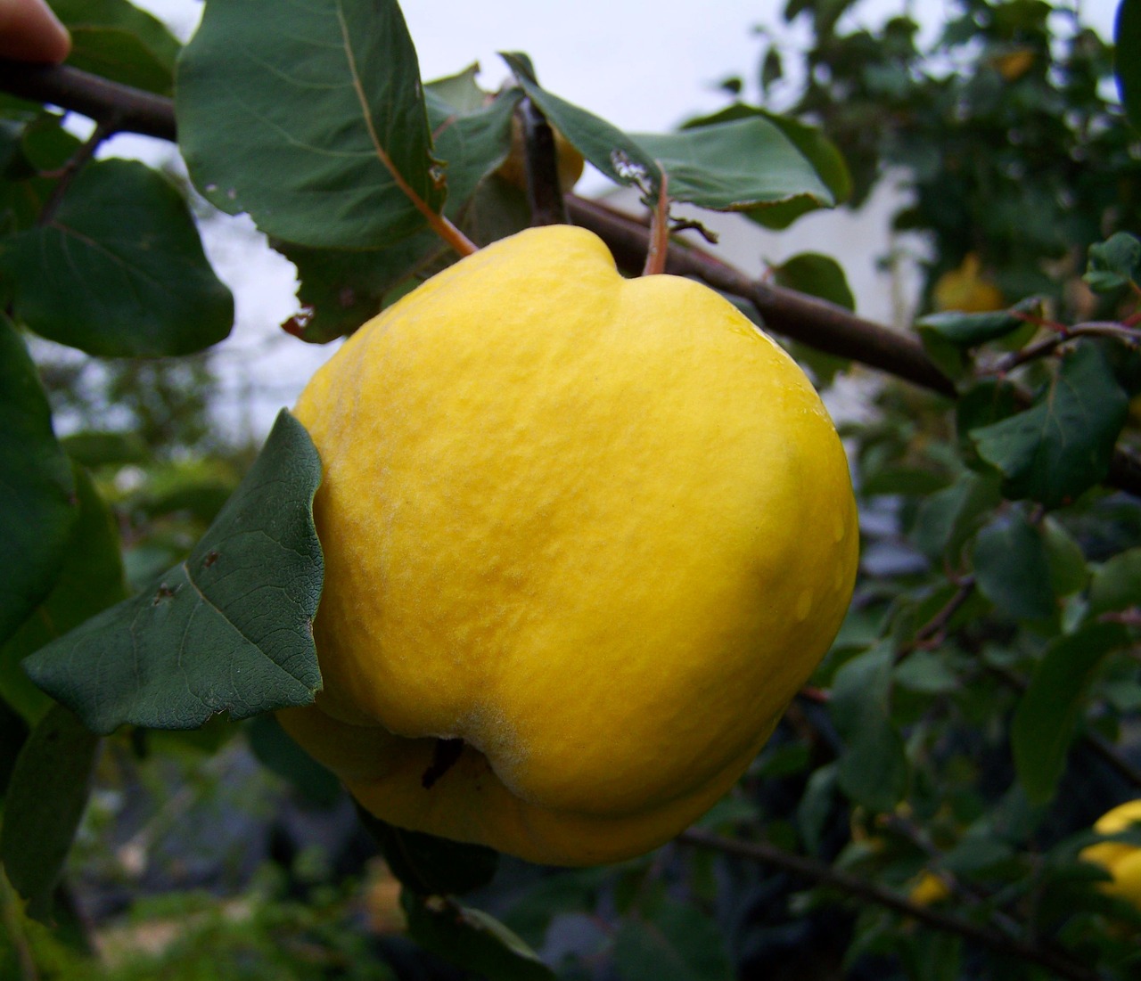 quince yellow fruit mature free photo