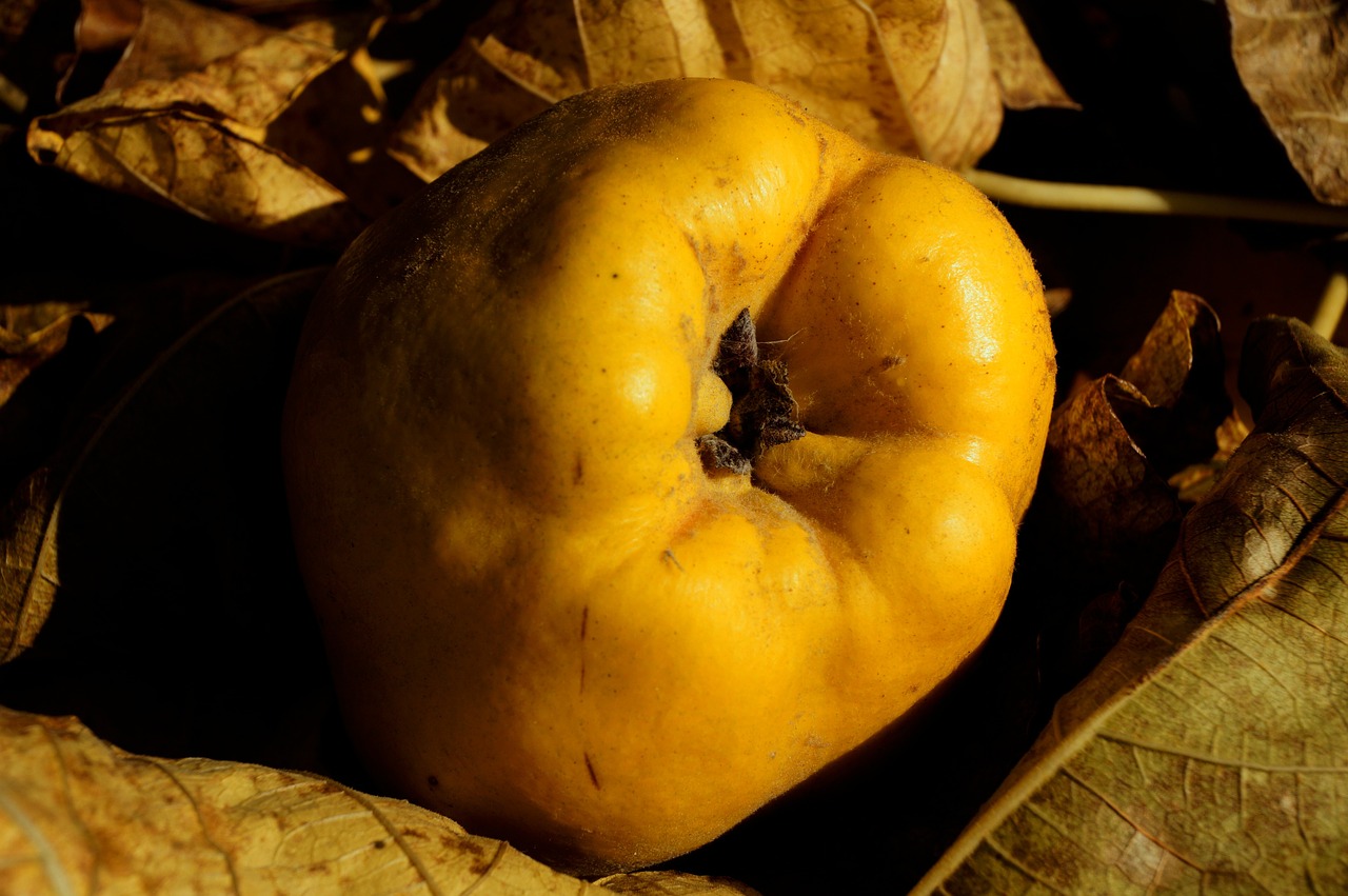 quince apple fruit free photo