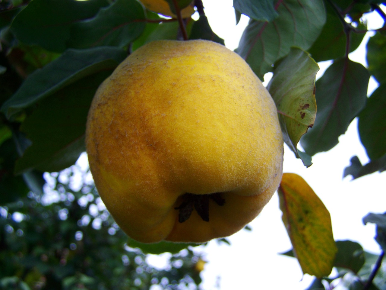 quince yellow fruit fall harvest free photo