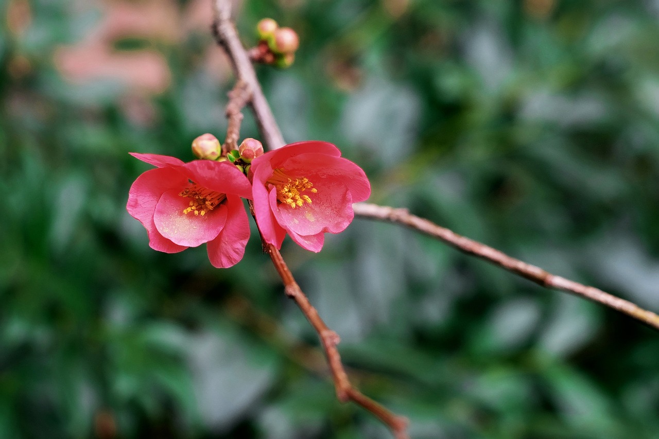 quince ornamental quince flowers free photo