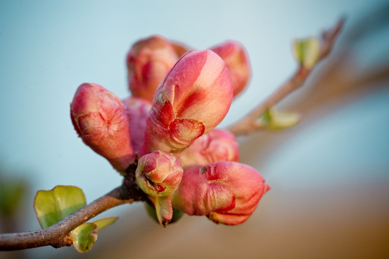 quince bud branch free photo