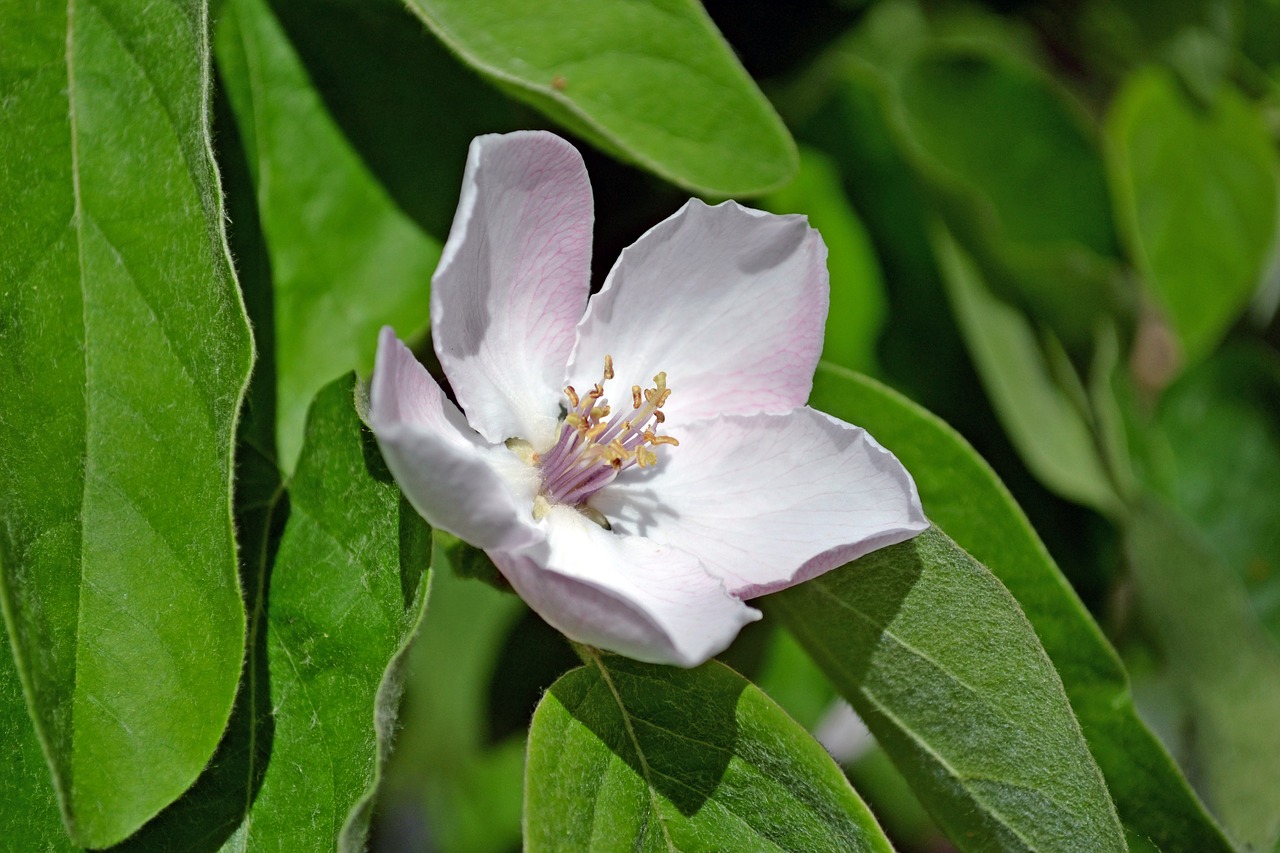 quince flower petals free photo