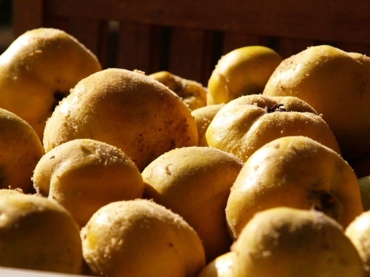 quince fruits autumn free photo