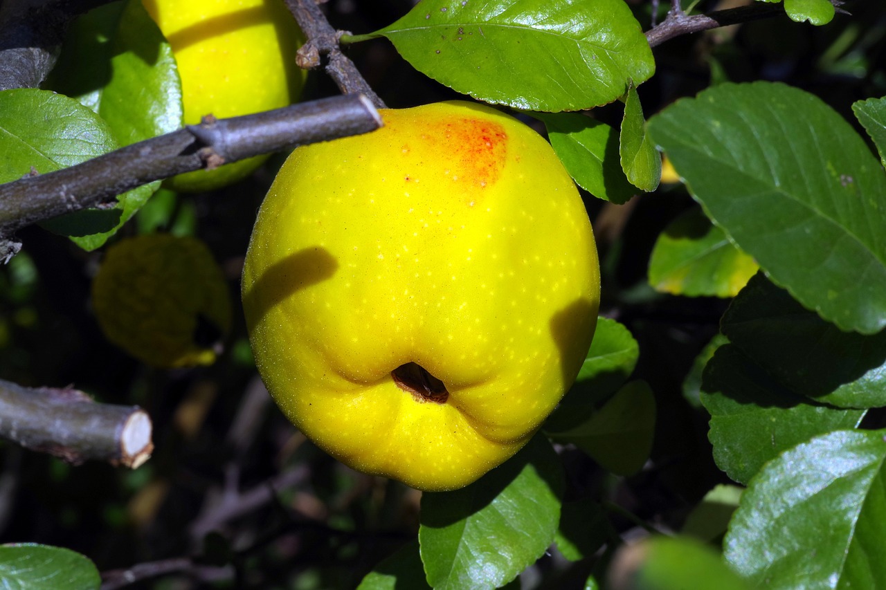 quince chaenomeles fruit free photo