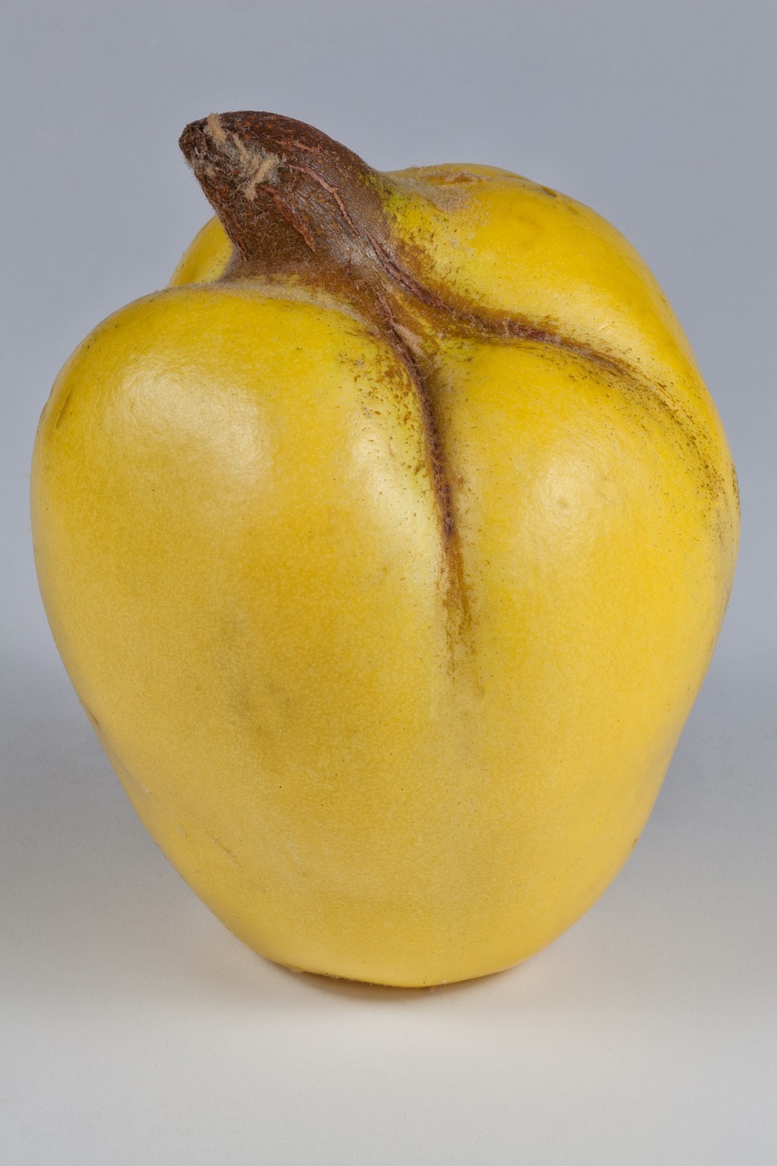 quince yellow fruits free photo