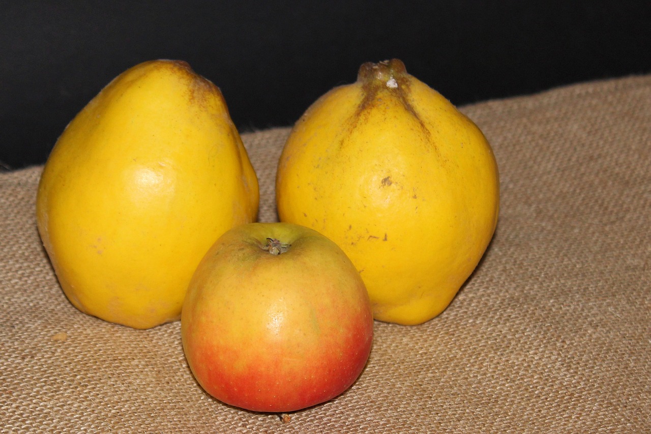 quince pear quince yellow free photo