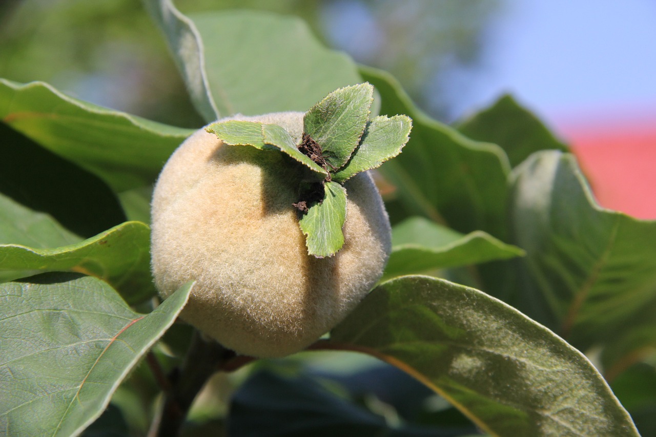 quince fluffy immature free photo