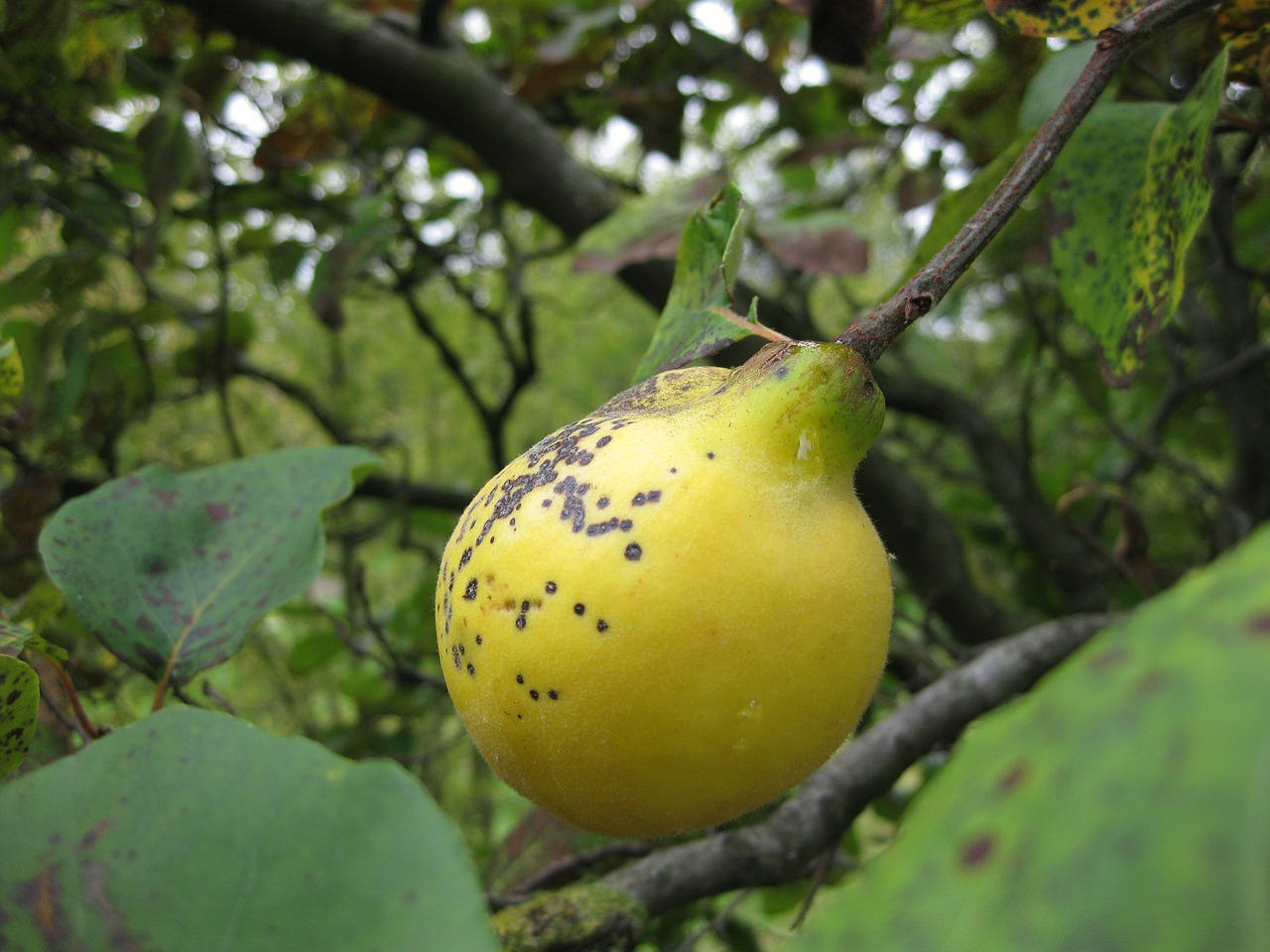 quince fruit tree free photo