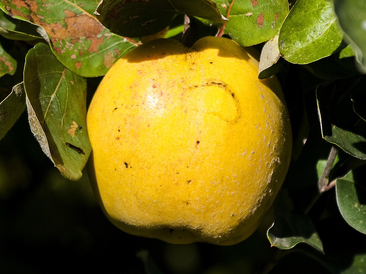 quince fruit nature free photo