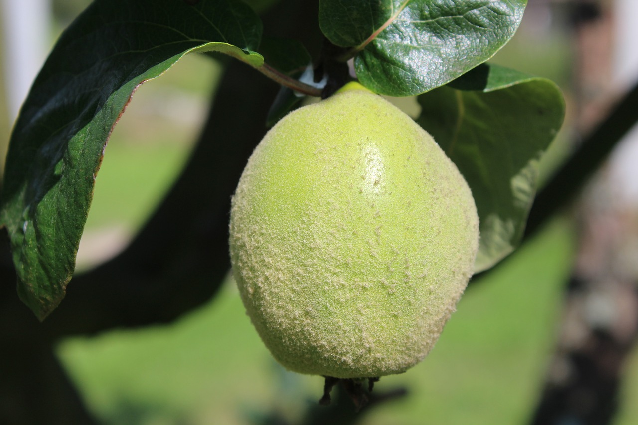 quince fruit tree free photo