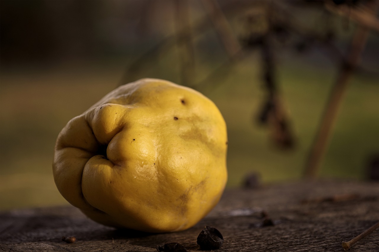 quince fruit autumn free photo