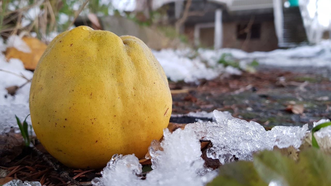 quince winter apple quince free photo