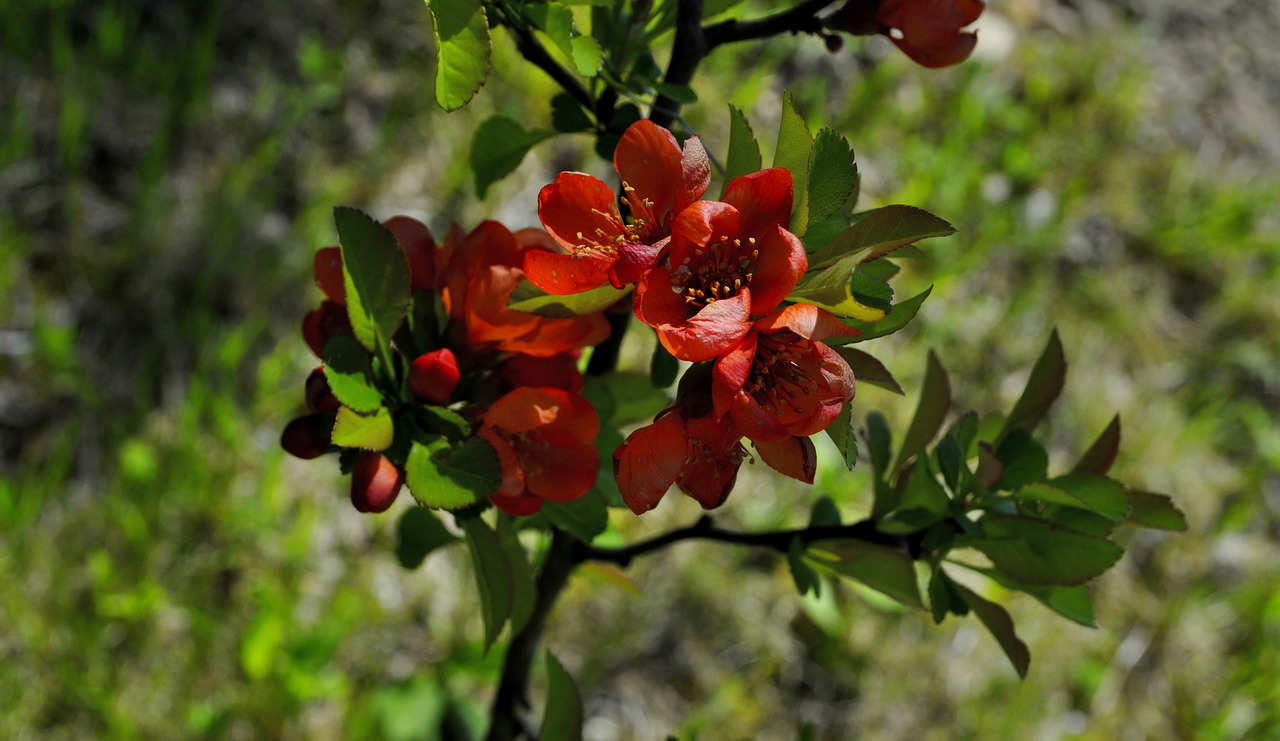 quince  flowering quince  sad free photo