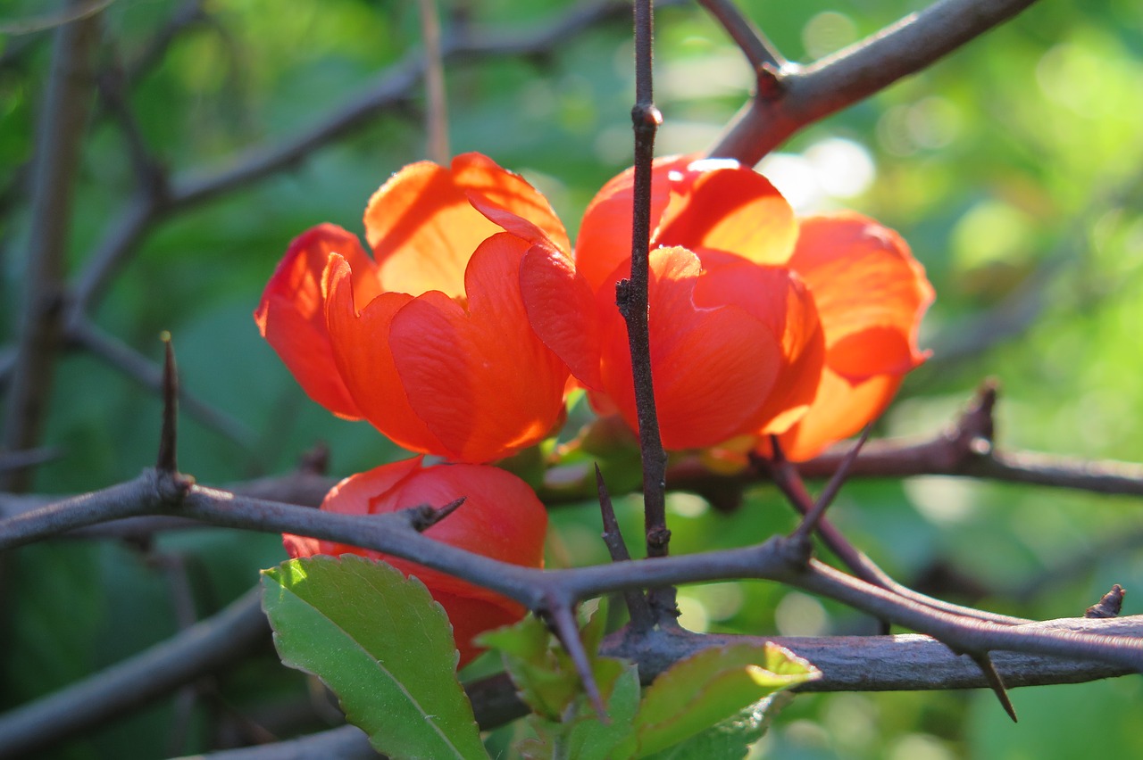 quince  flowers free pictures free photo