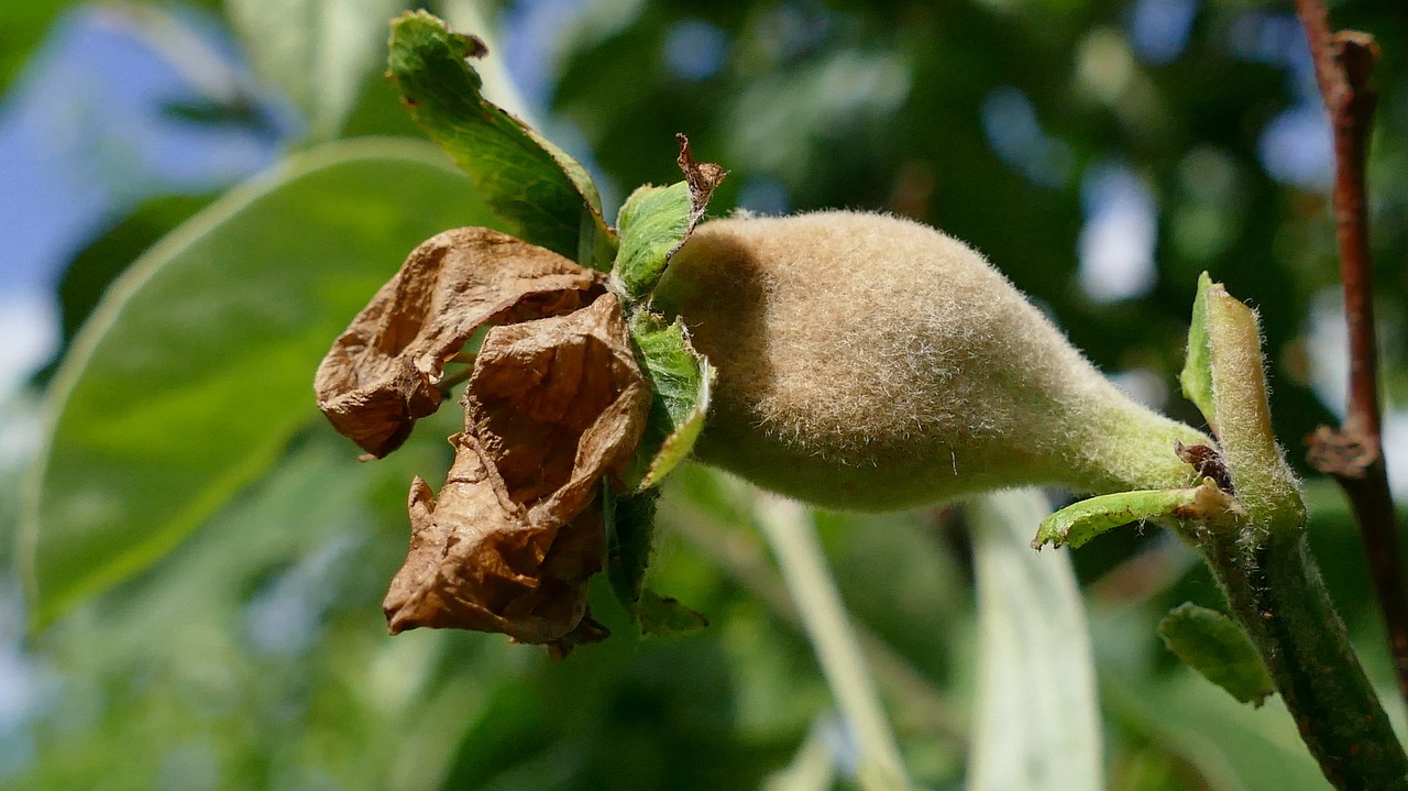 quince  pear-quince  fruit free photo