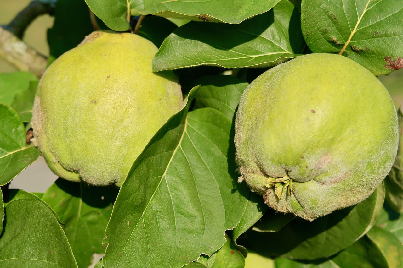 quince  fruit  yellow free photo
