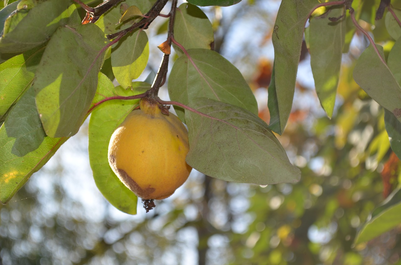 quince  yellow  leaves free photo