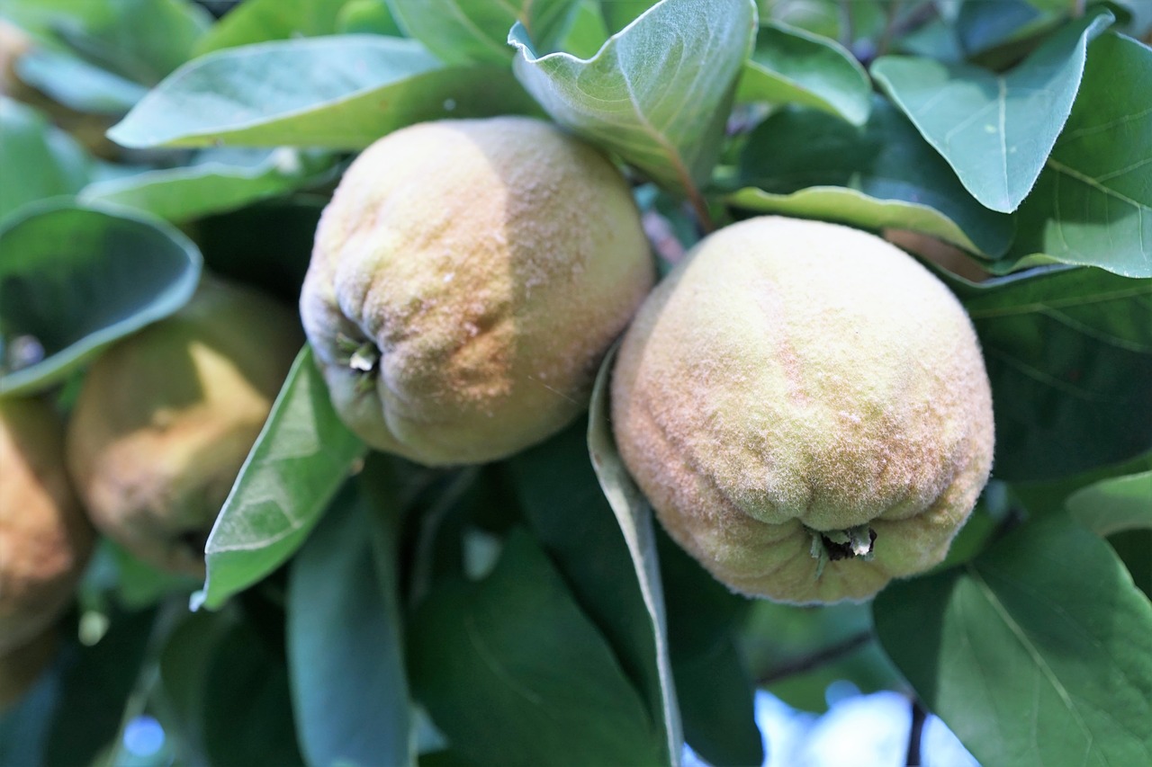 quince  fruit  eat free photo