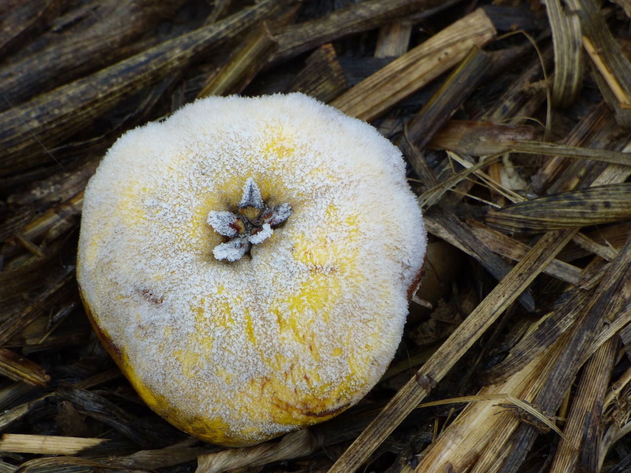 quince  fruit  winter free photo