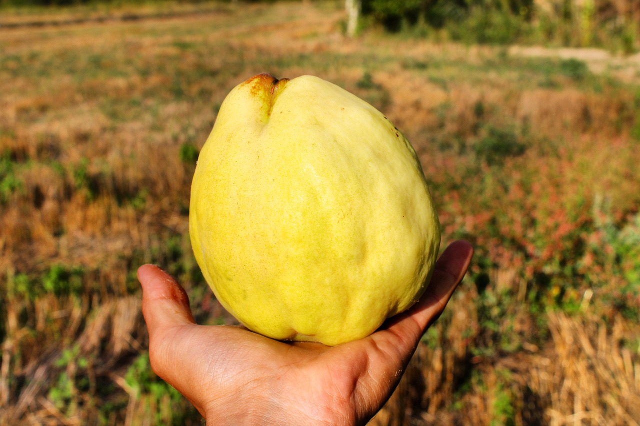 quince  fruit  field free photo