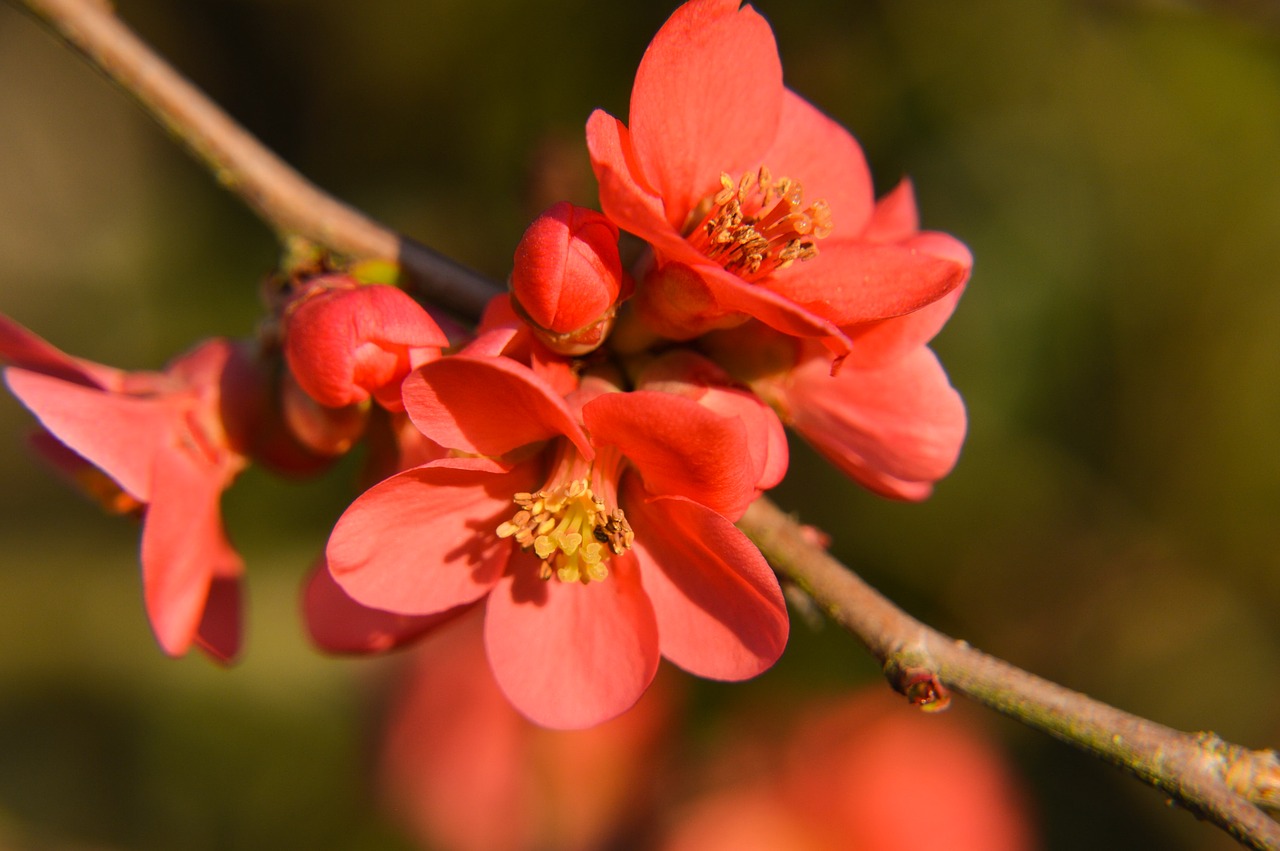 quince  japan  spring free photo