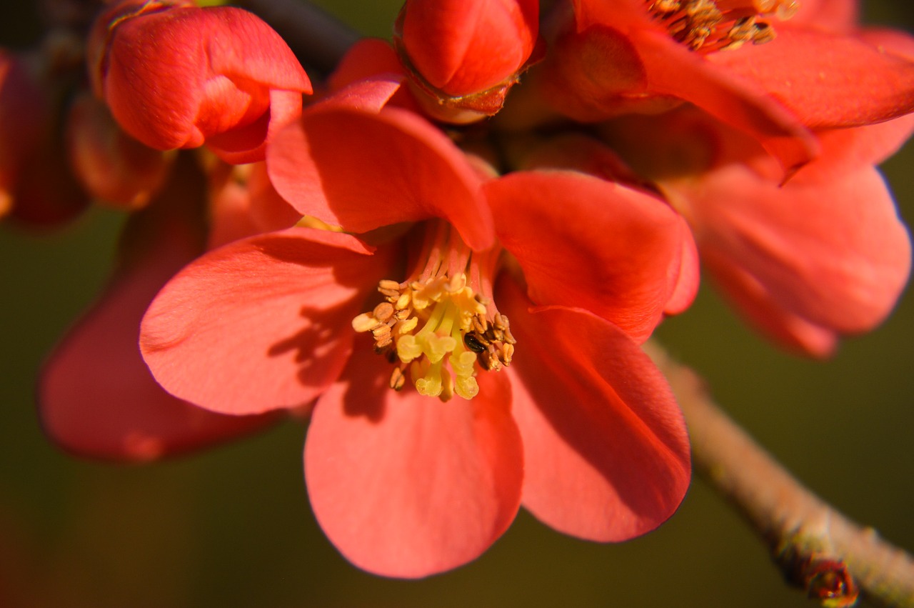 quince  japan  spring free photo