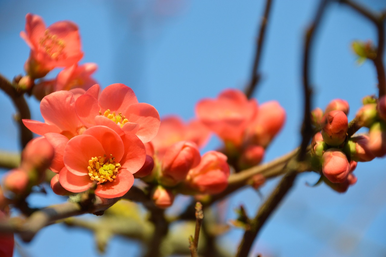 quince  japan  spring free photo