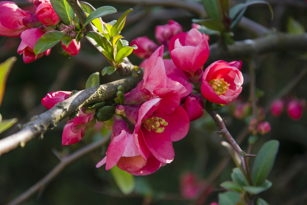 quince  spring  tree free photo