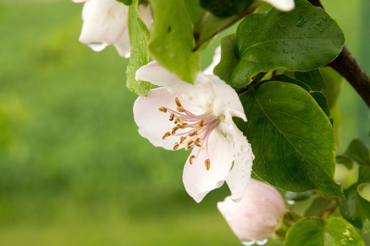 quince  blossom  bloom free photo