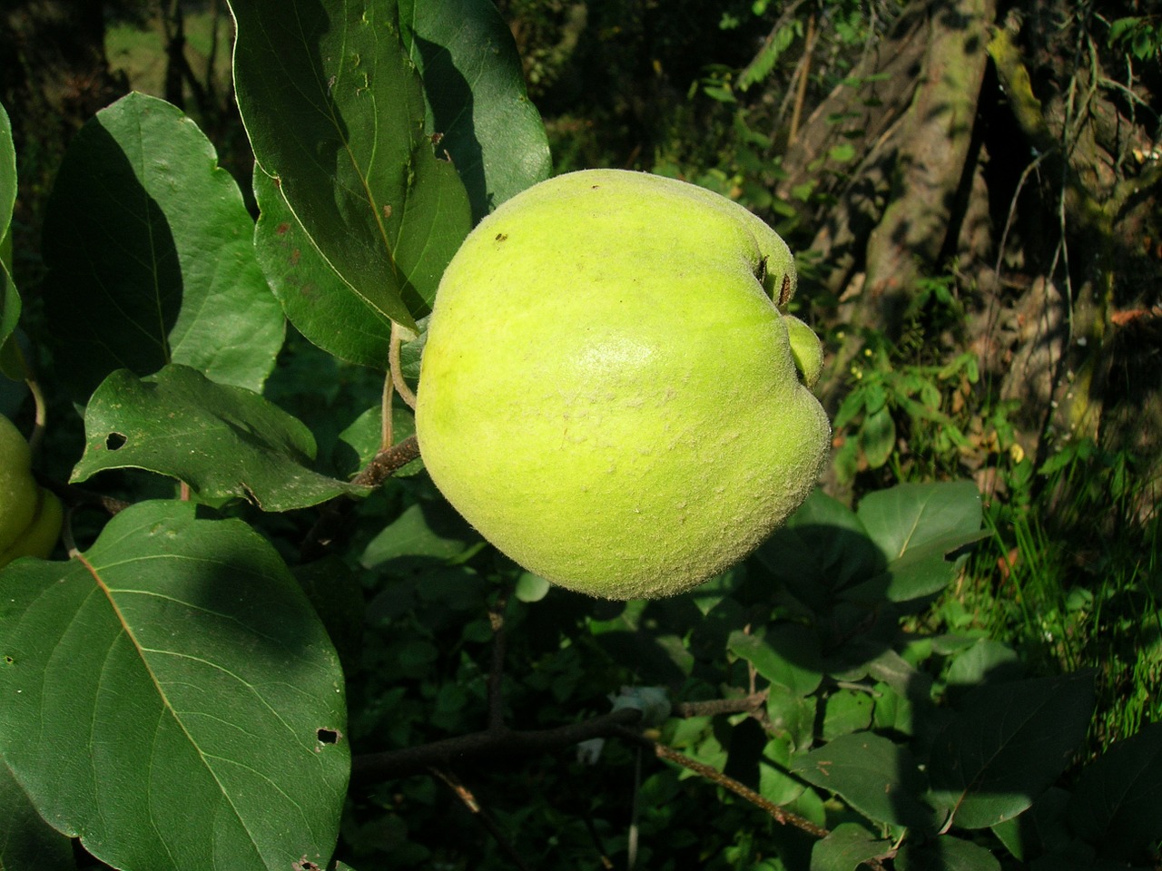 quince fruit free pictures free photo