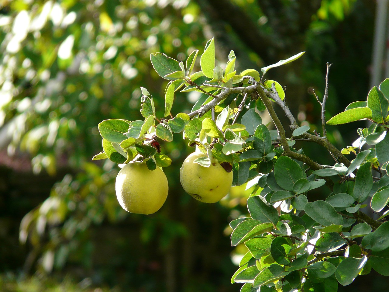 quince fruit cydonia oblonga free photo